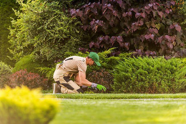 Border met vaste planten langs een gevelstrook