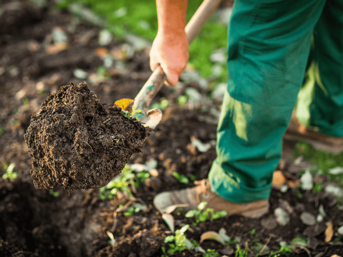 Onderhoud van een border met vaste planten